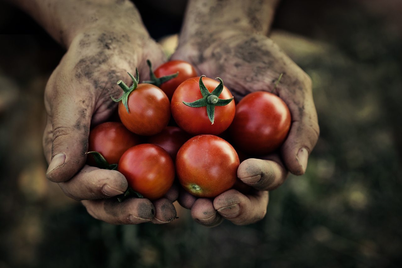 pomodori dell'orto