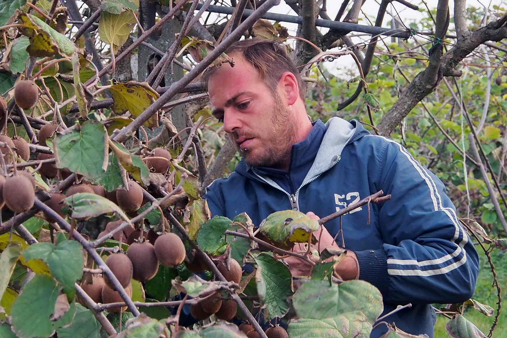 uomo che raccoglie la frutta