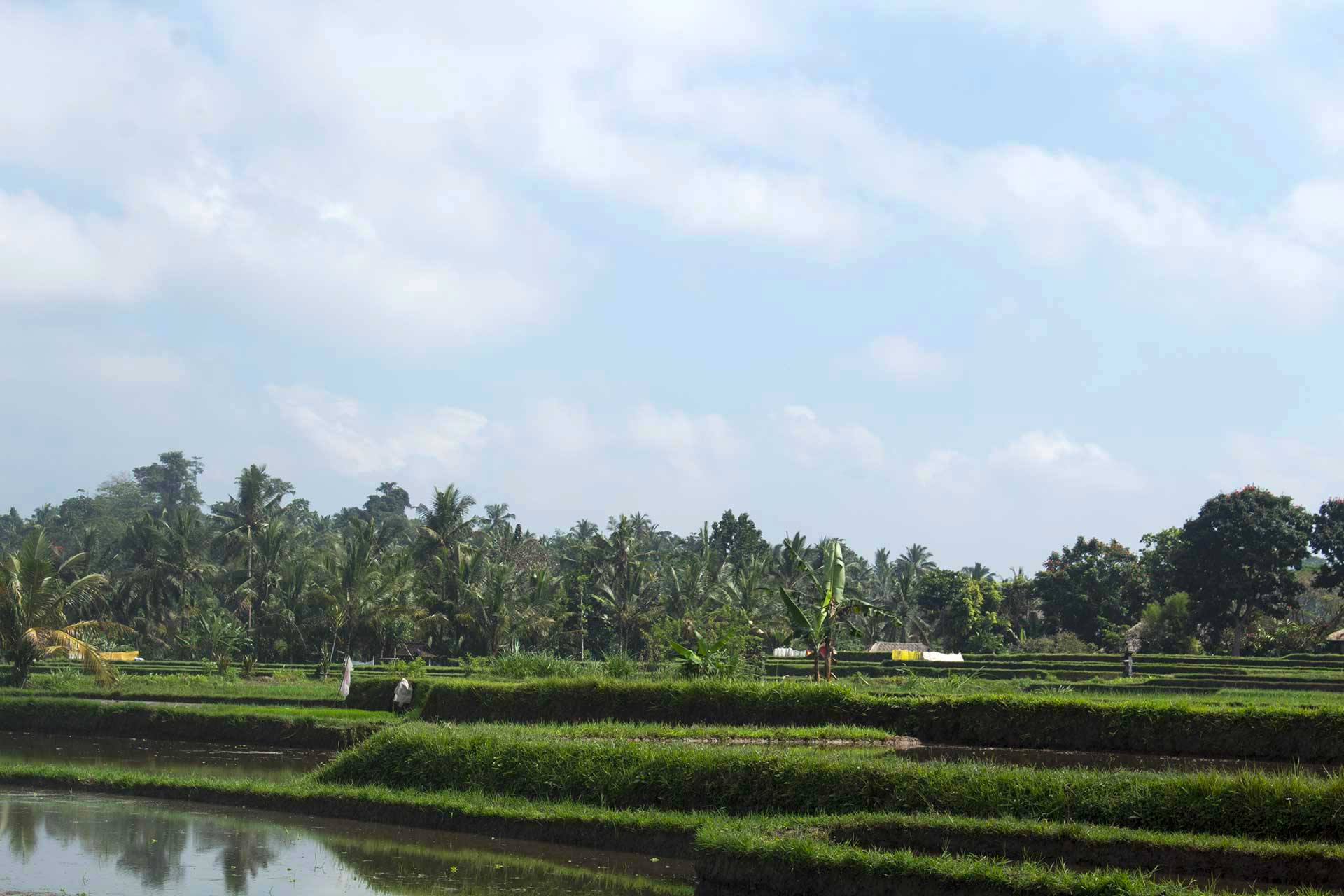 risaia balinese