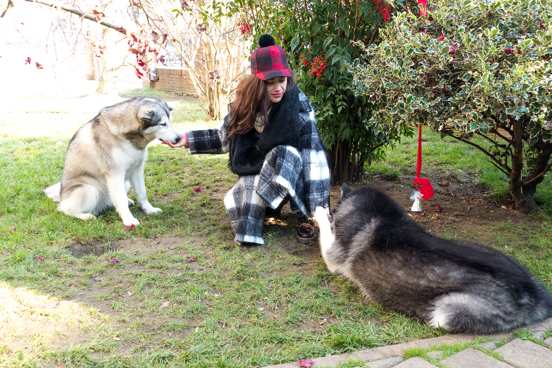 cani con il padrone al parco