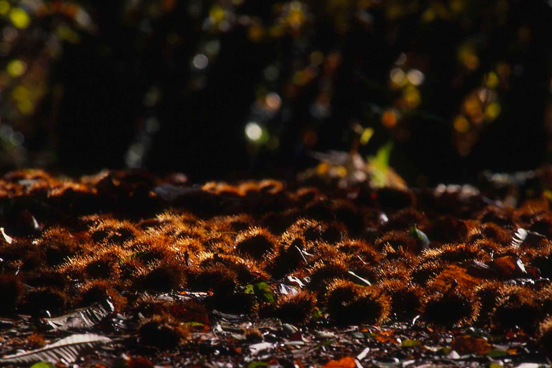 foliage: castagne nei boschi 