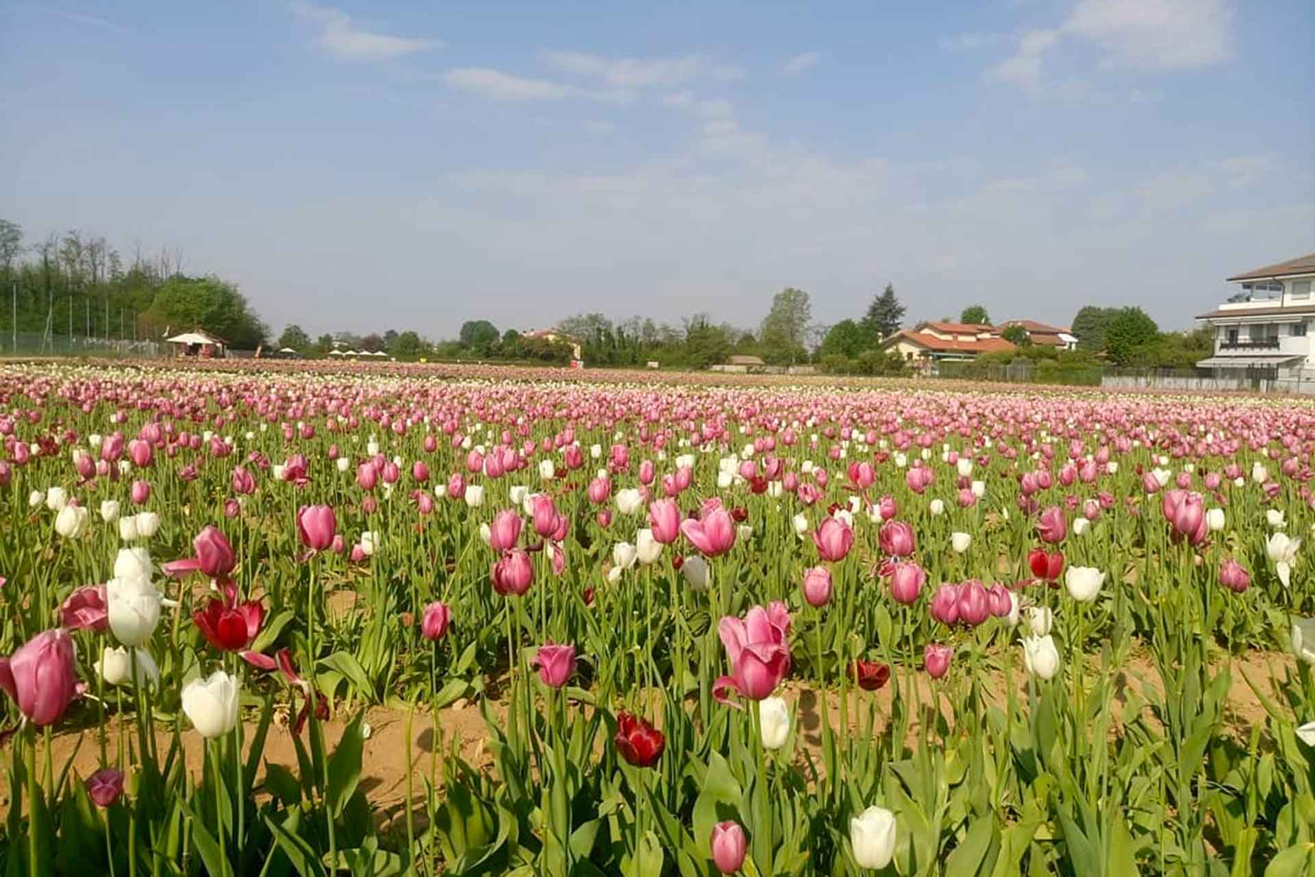 Primavera: campo di tulipani a milano