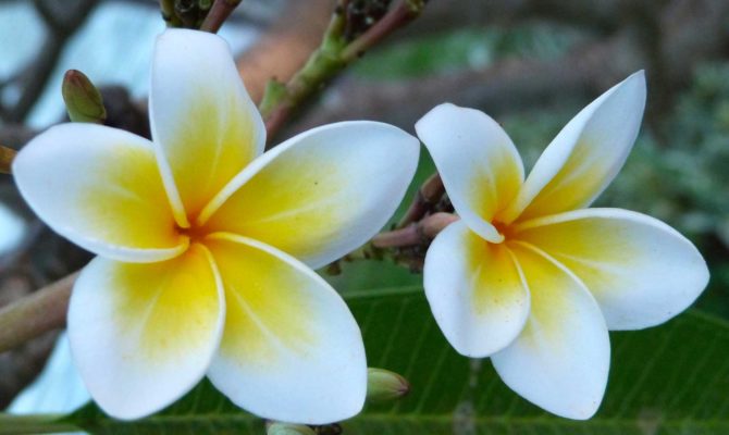 Indonesia, Bali, Frangipane