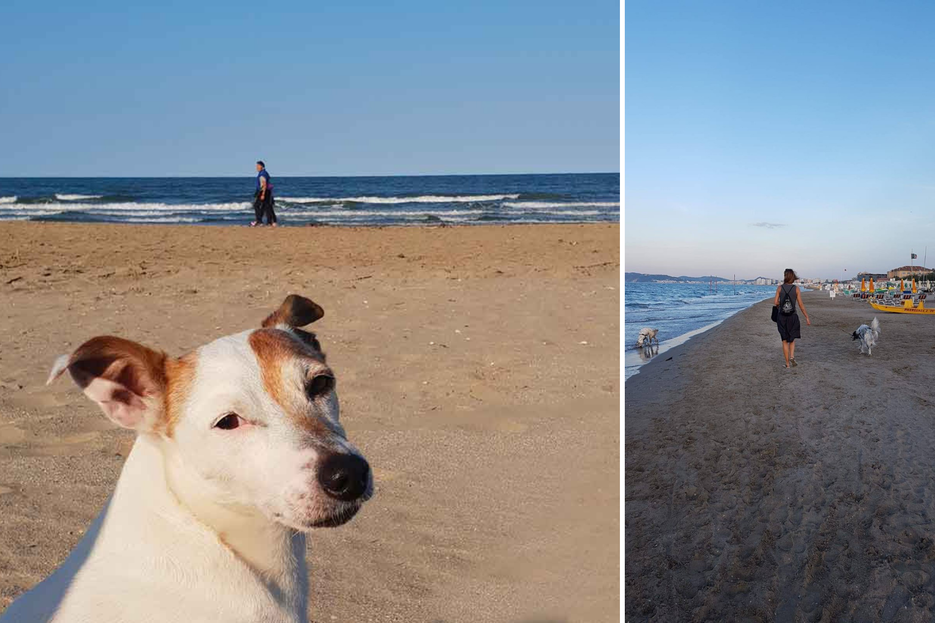 Vacanza Con Il Cane: Ecco La Romagna Per Dog Lovers