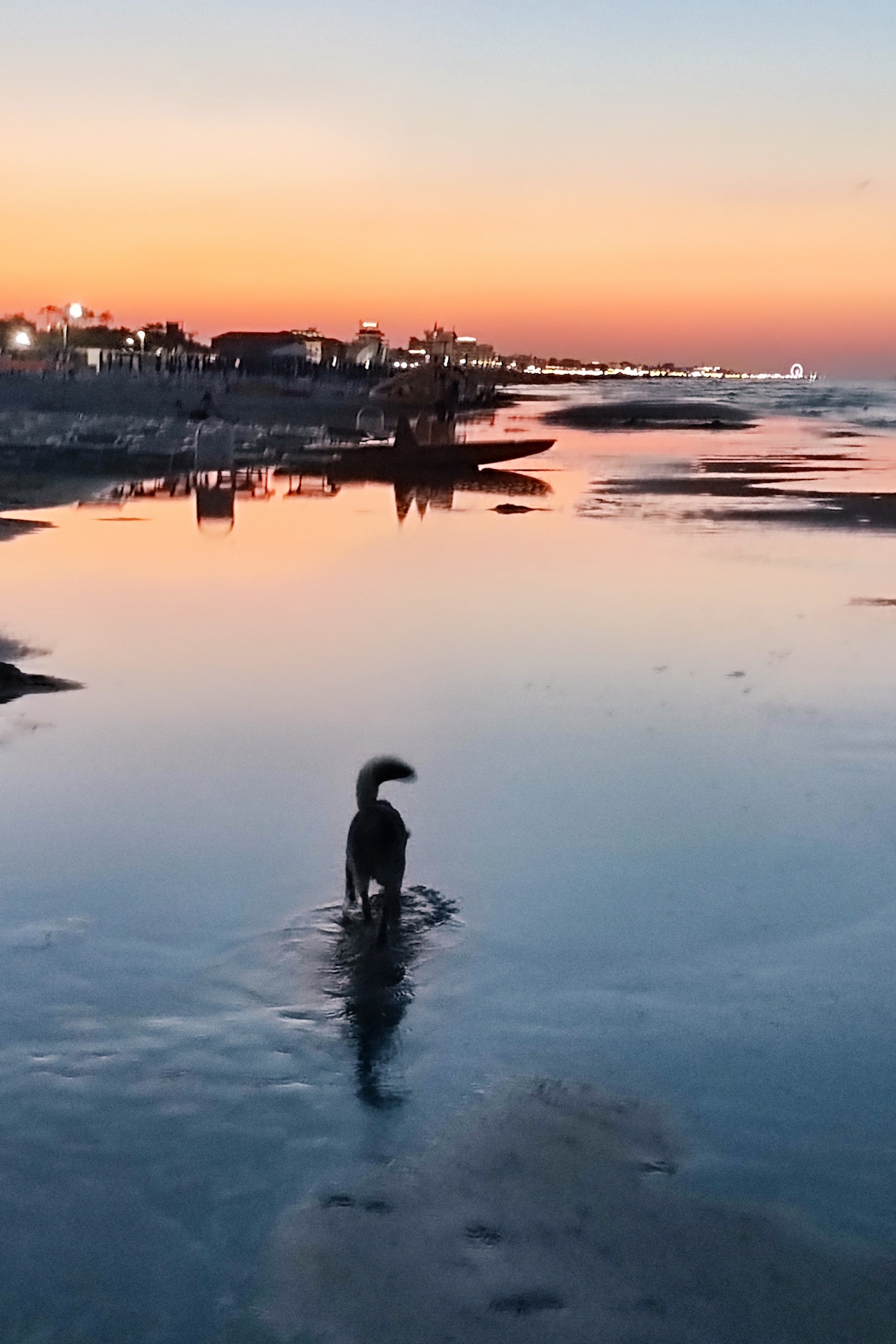 cani in spiaggia riccione cane in spiaggia