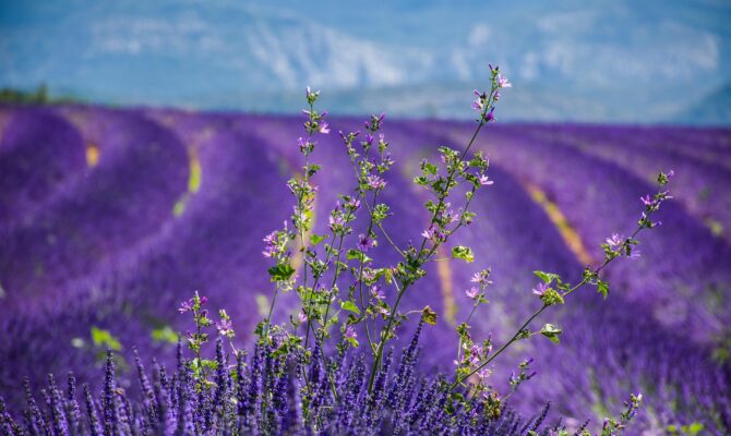 Lavanda Provenza