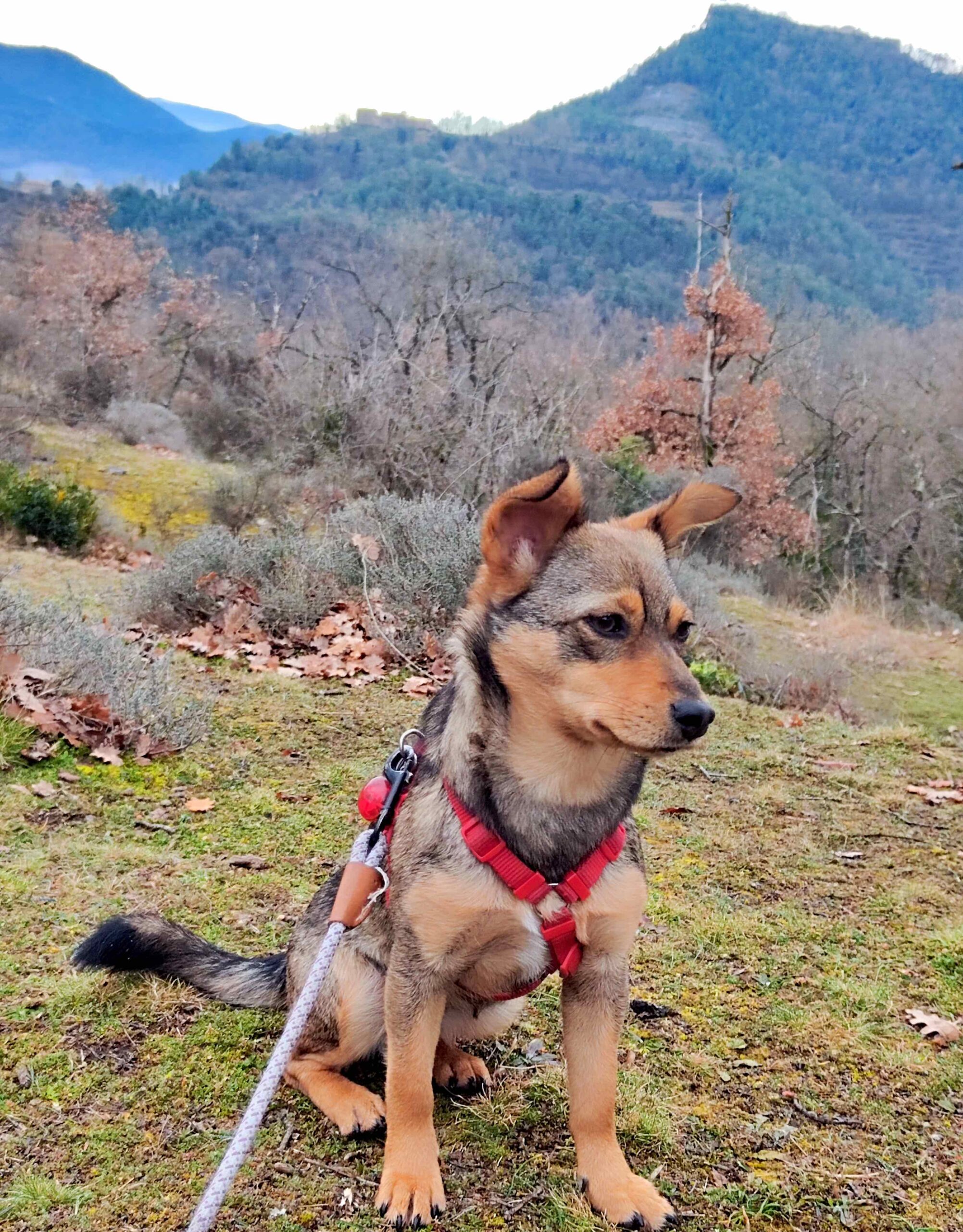 cane con panorama