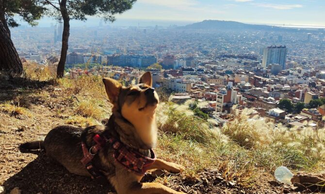 cane con Barcellona sullo sfondo