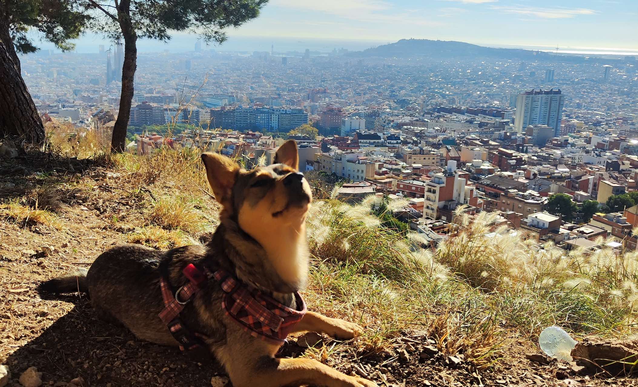 cane con Barcellona sullo sfondo