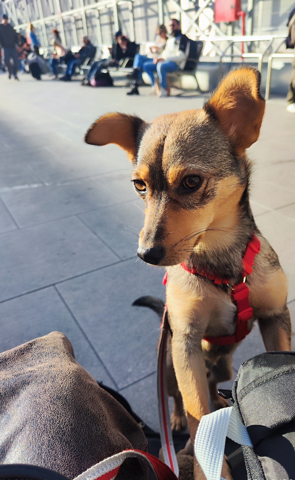 Cane in aeroporto