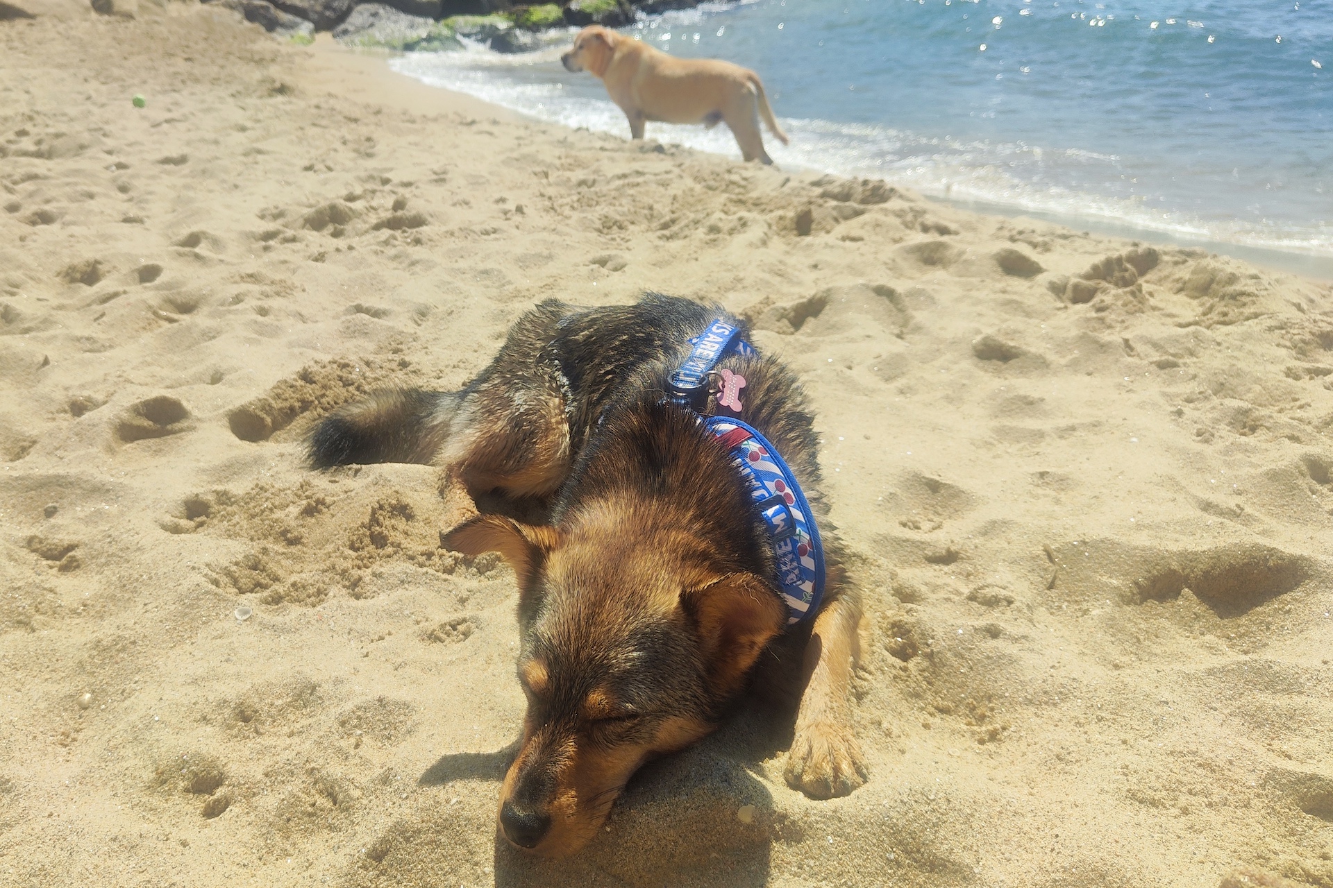 dog beach Barcelona