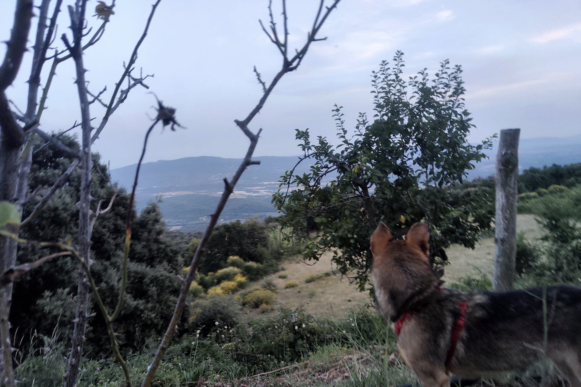 montseny, escursione dog friendly, barcellona