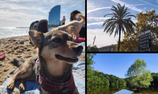 barcellona dog friendly