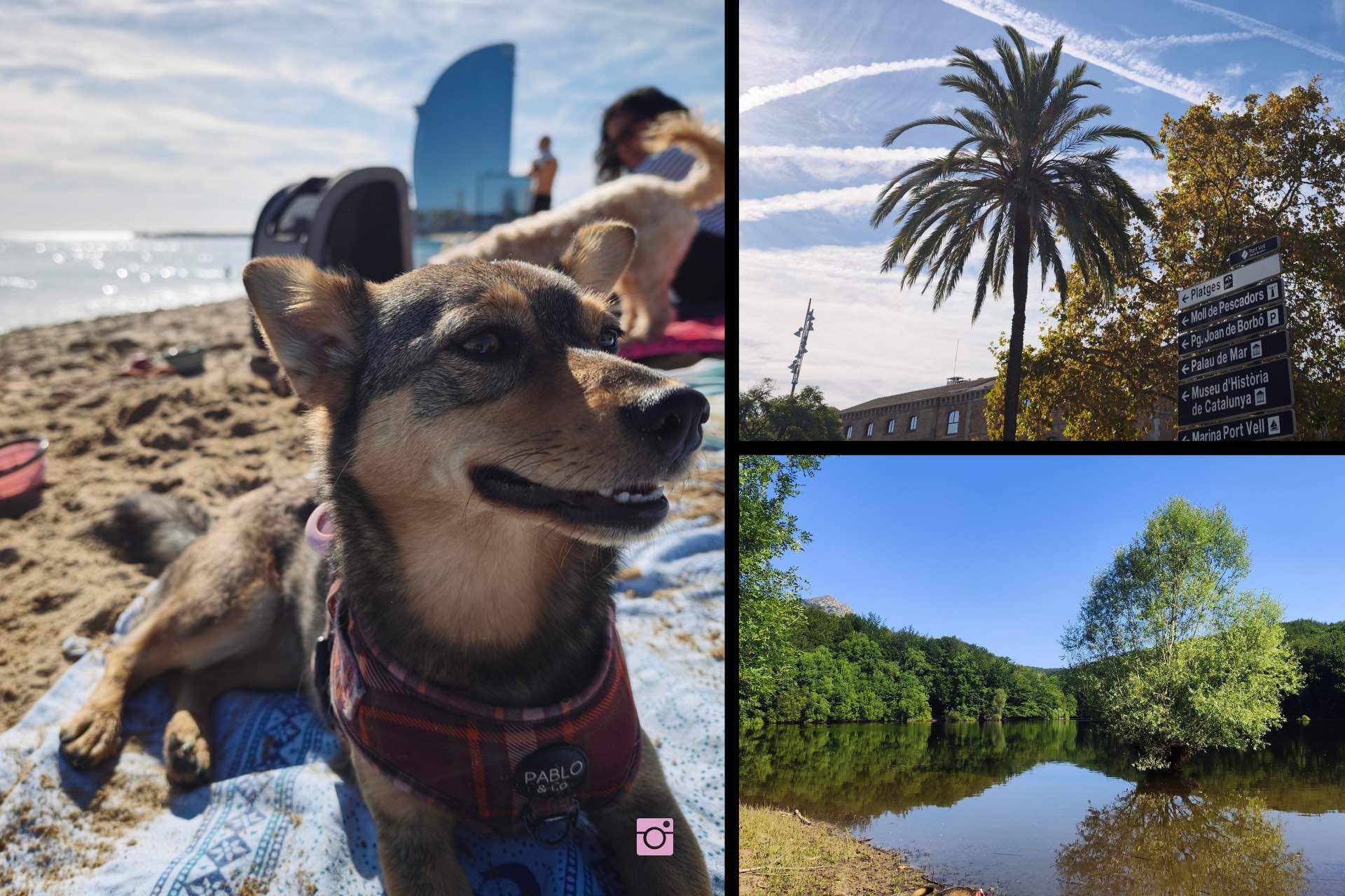 barcellona dog friendly