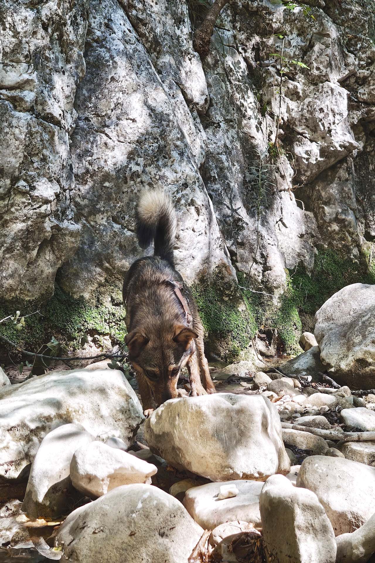 escursioni nelle Marche conn il cane