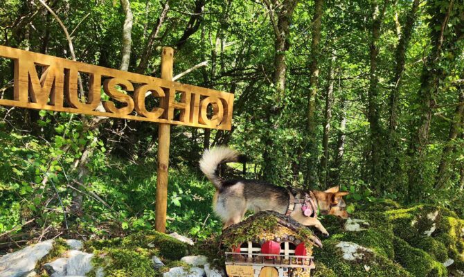 weekend pet friendly in romagna